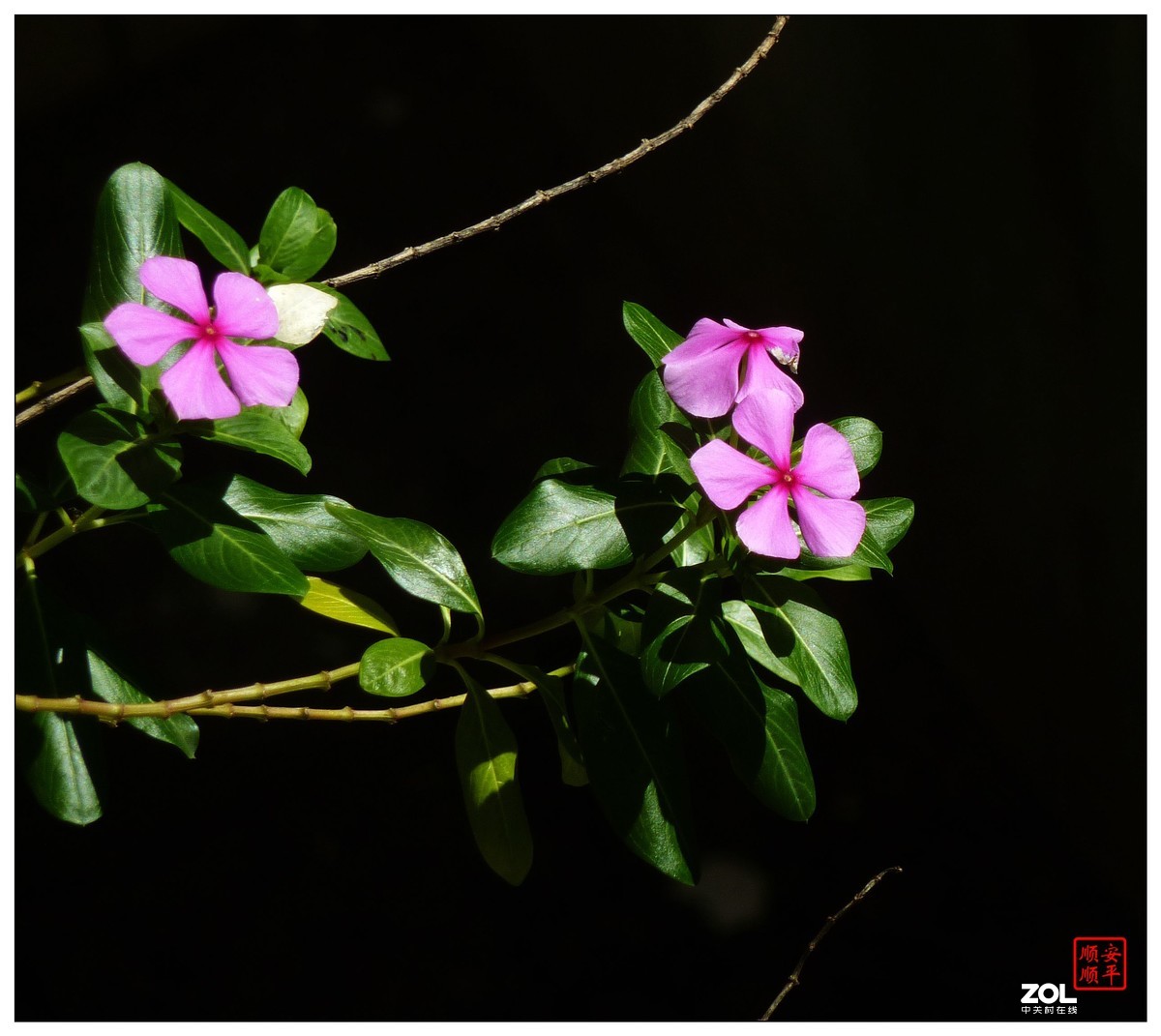 卡片机拍花一组(7)