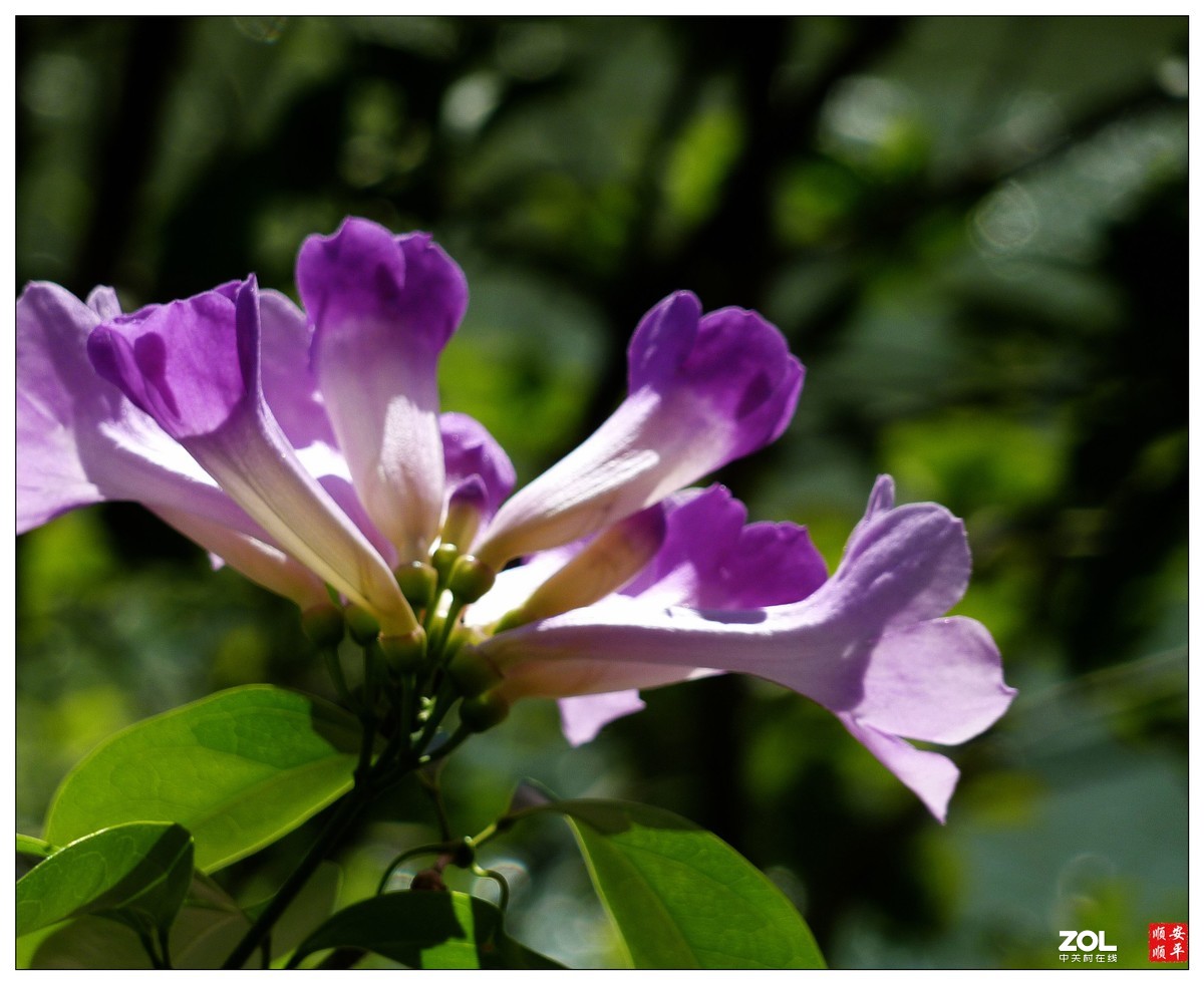 卡片机拍花一组(7)