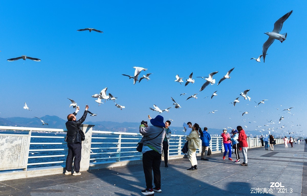 昆明滇池看海鸥