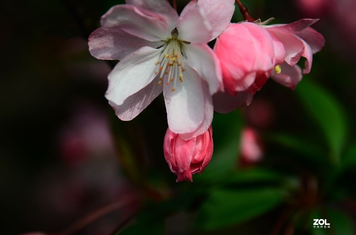 花卉系列【2333】