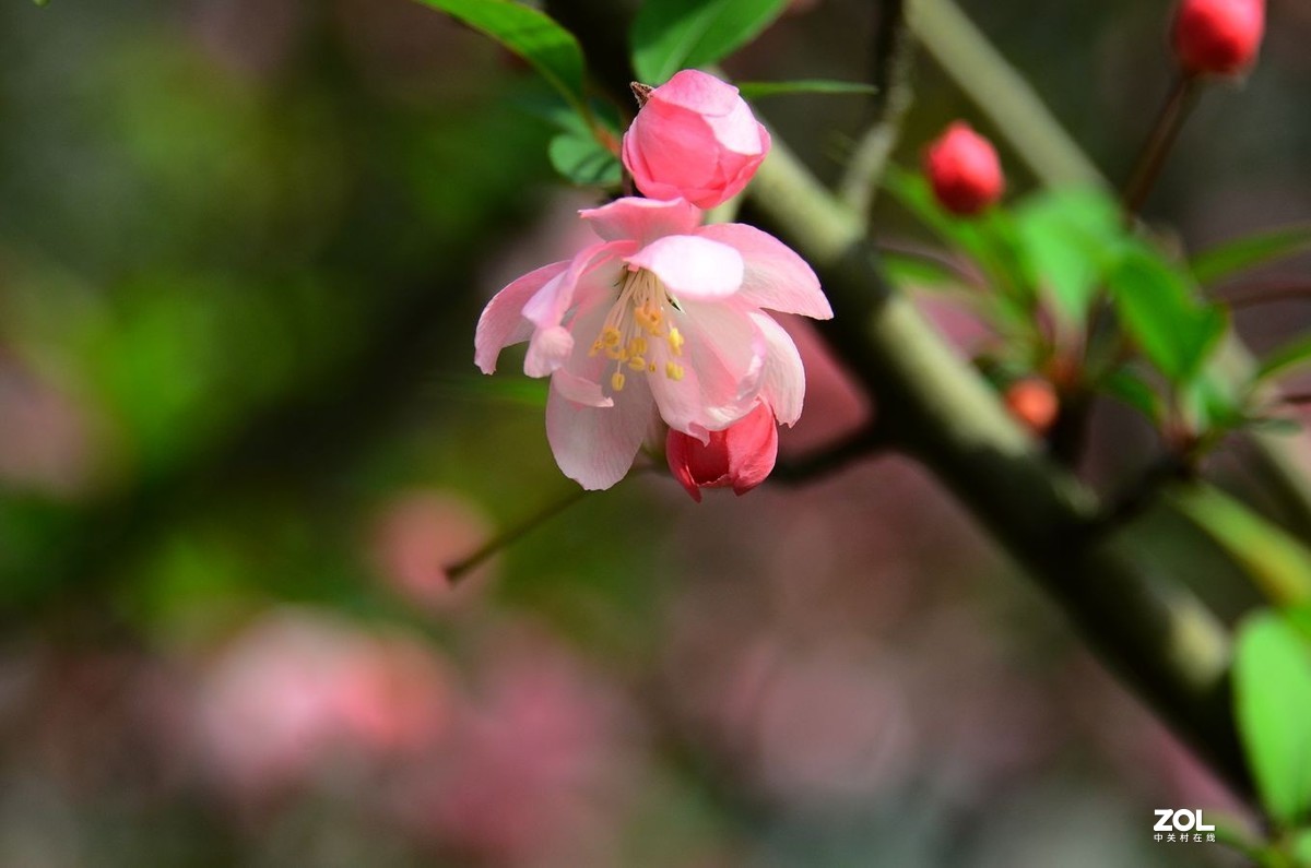 花卉系列【2333】