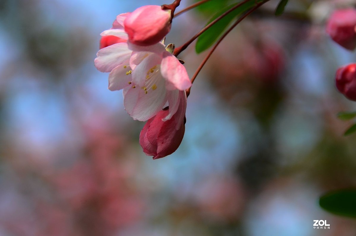 花卉系列【2333】