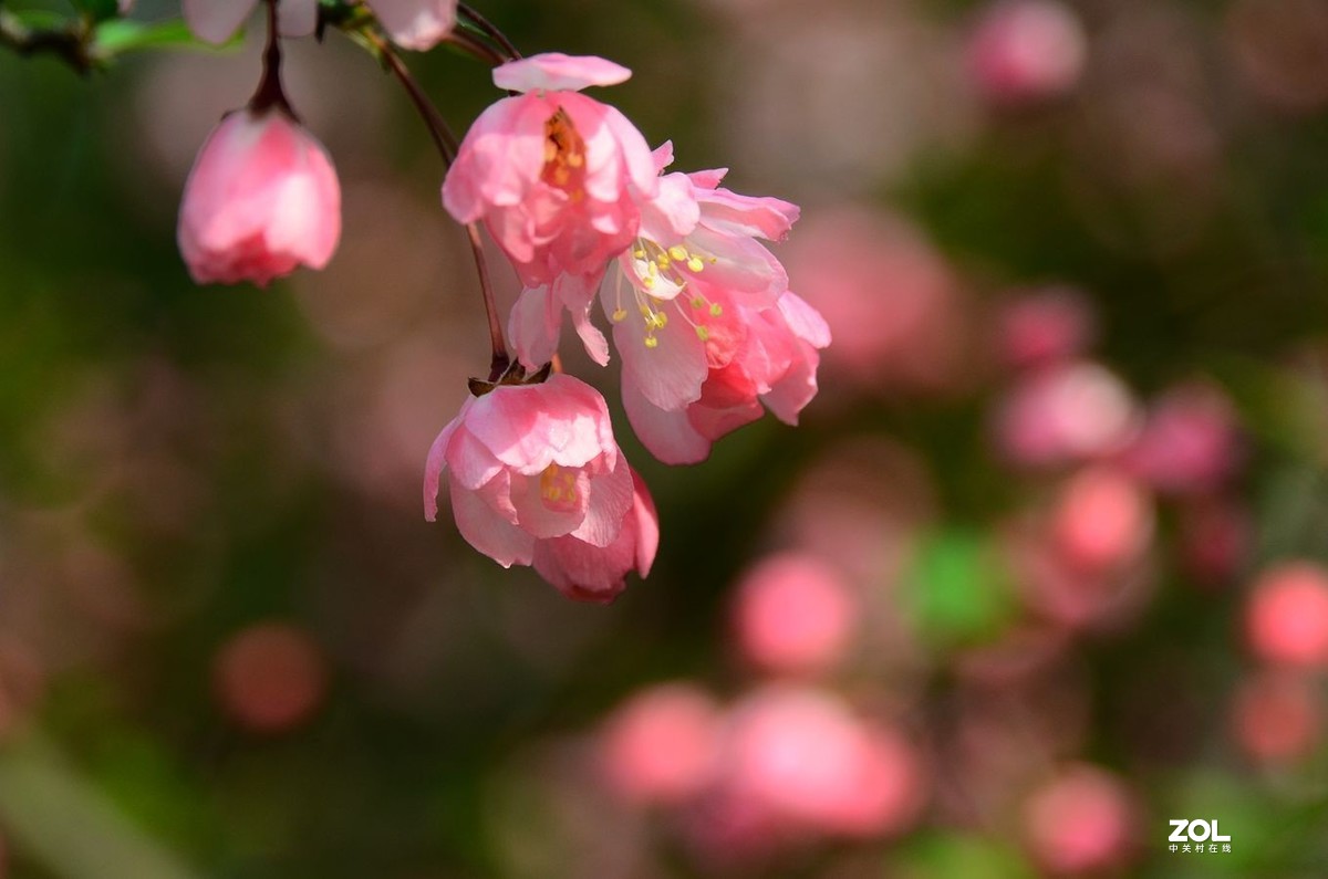 花卉系列【2333】