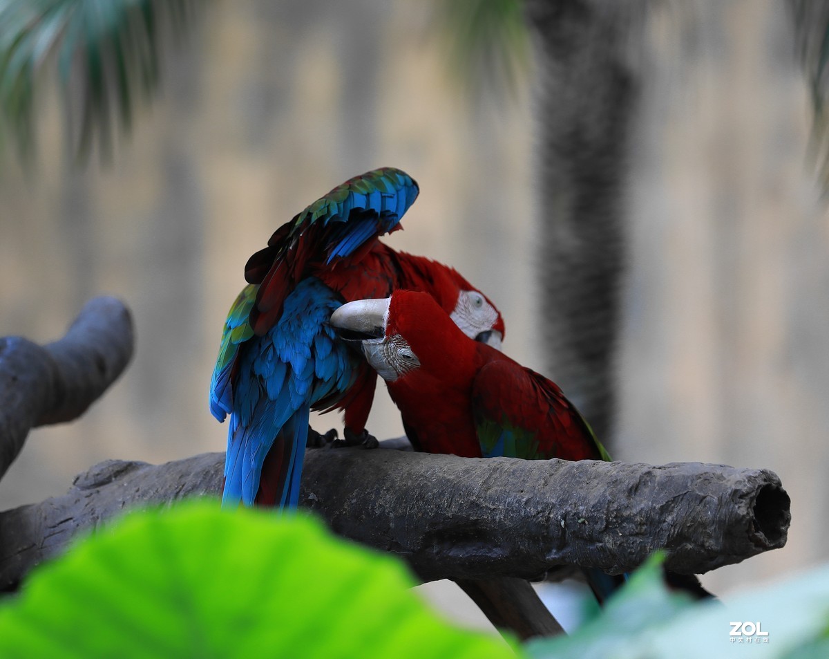 动物园拍动物花草