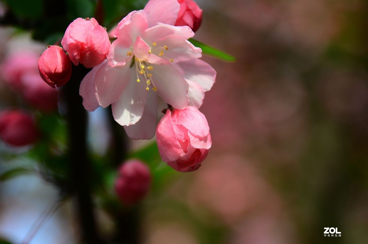 花卉系列【2333】