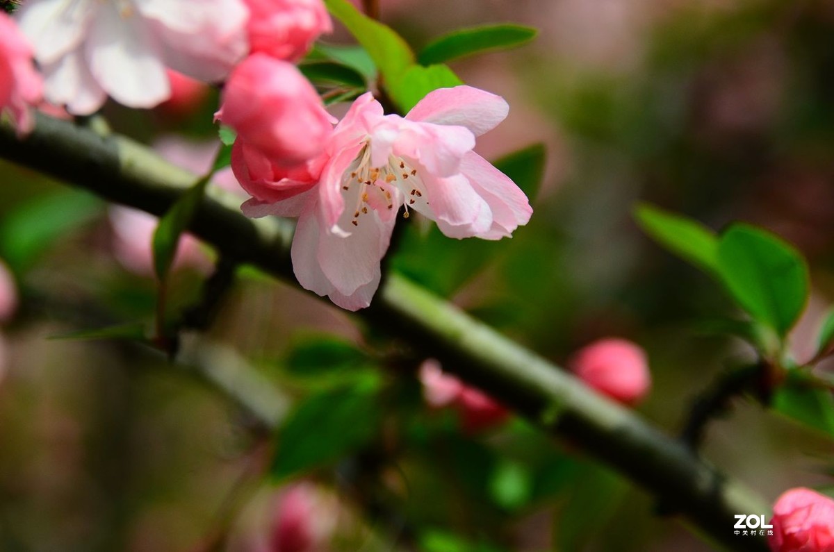 花卉系列【2333】