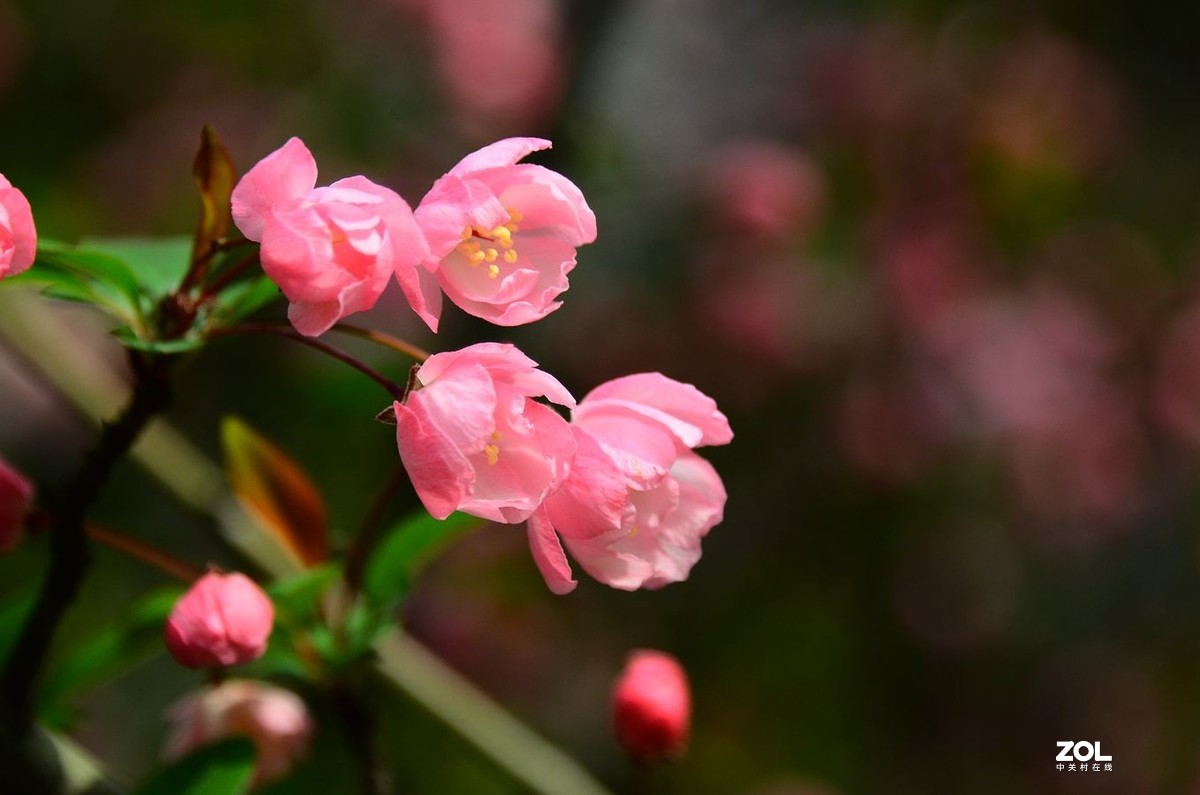 花卉系列【2333】