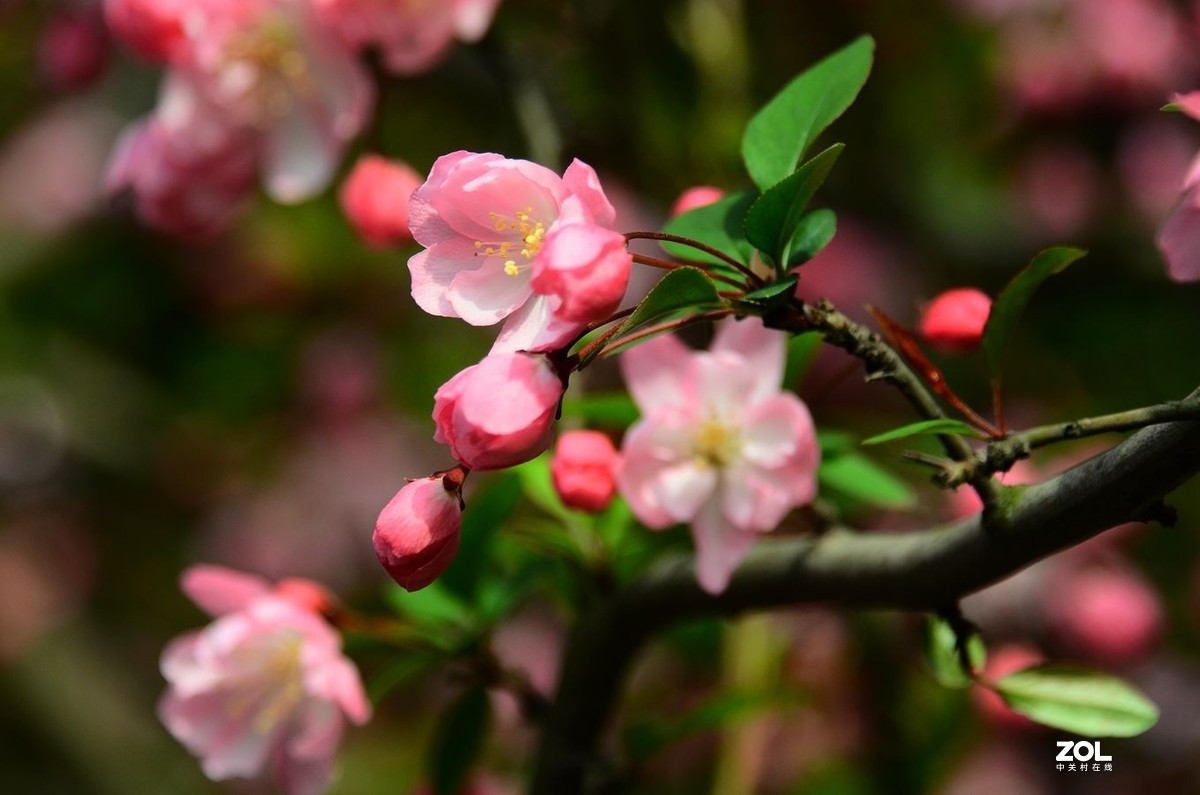 花卉系列【2333】