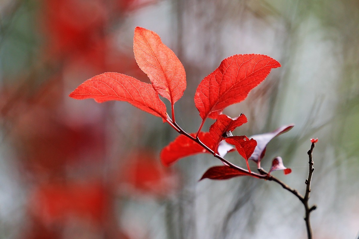 RF70-200f2.8拍红叶