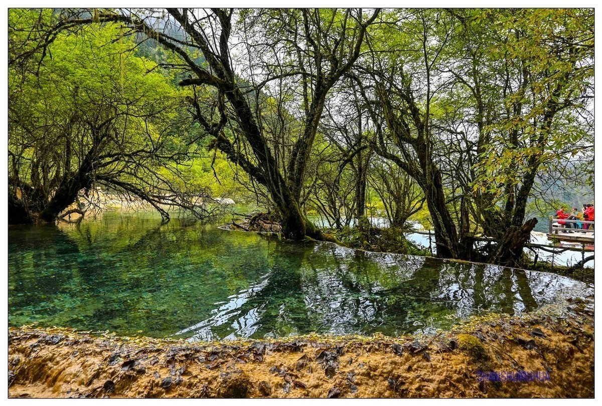 尼康Z50 九寨沟、黄龙去旅行 （之. 黄龙景区）