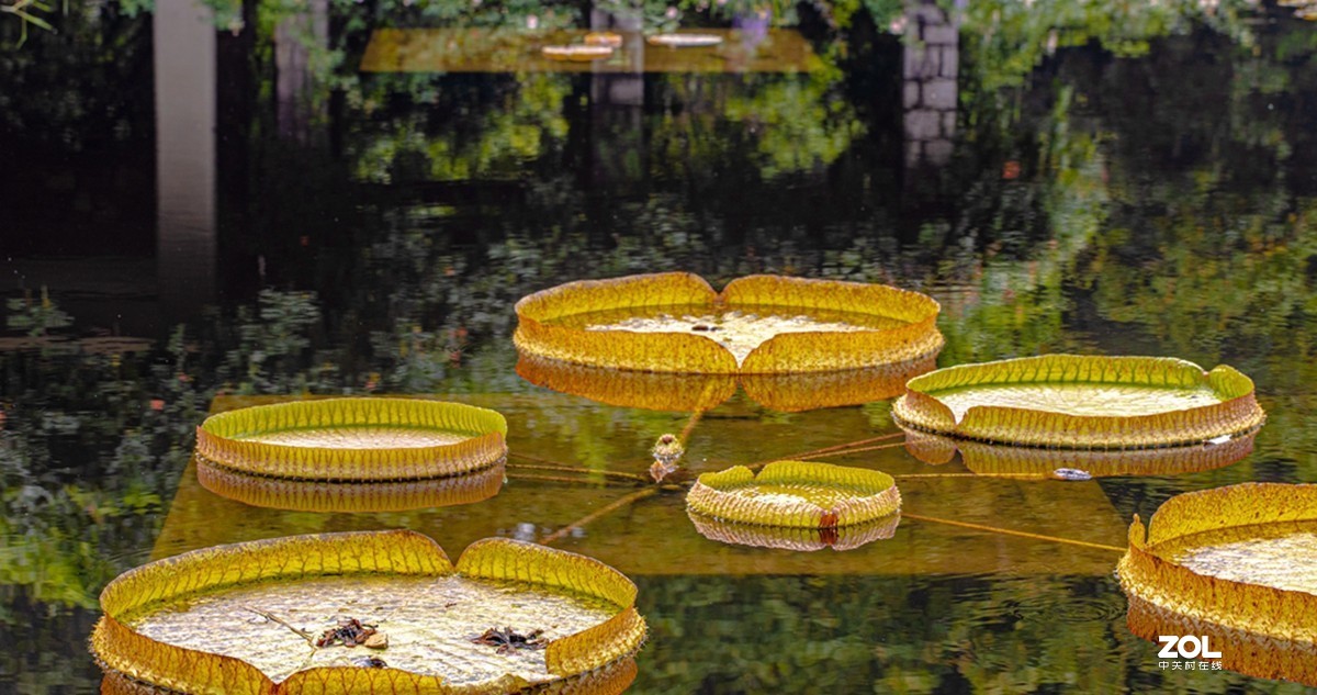 中山植物园散步