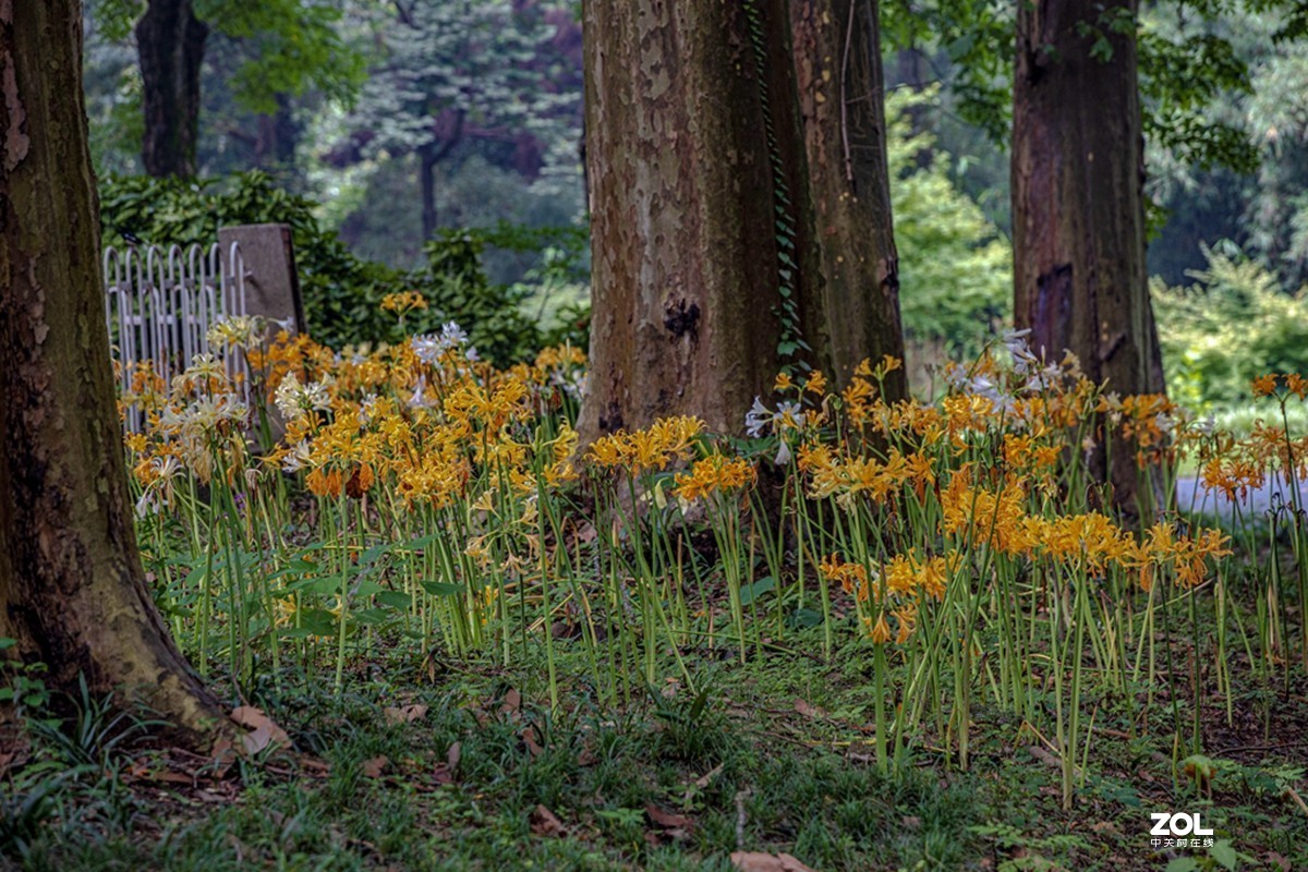 中山植物园散步