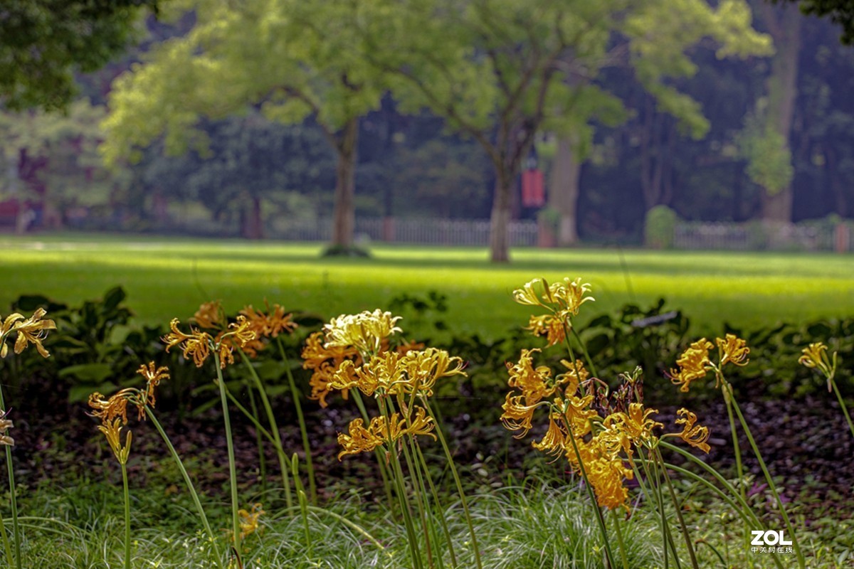 中山植物园散步
