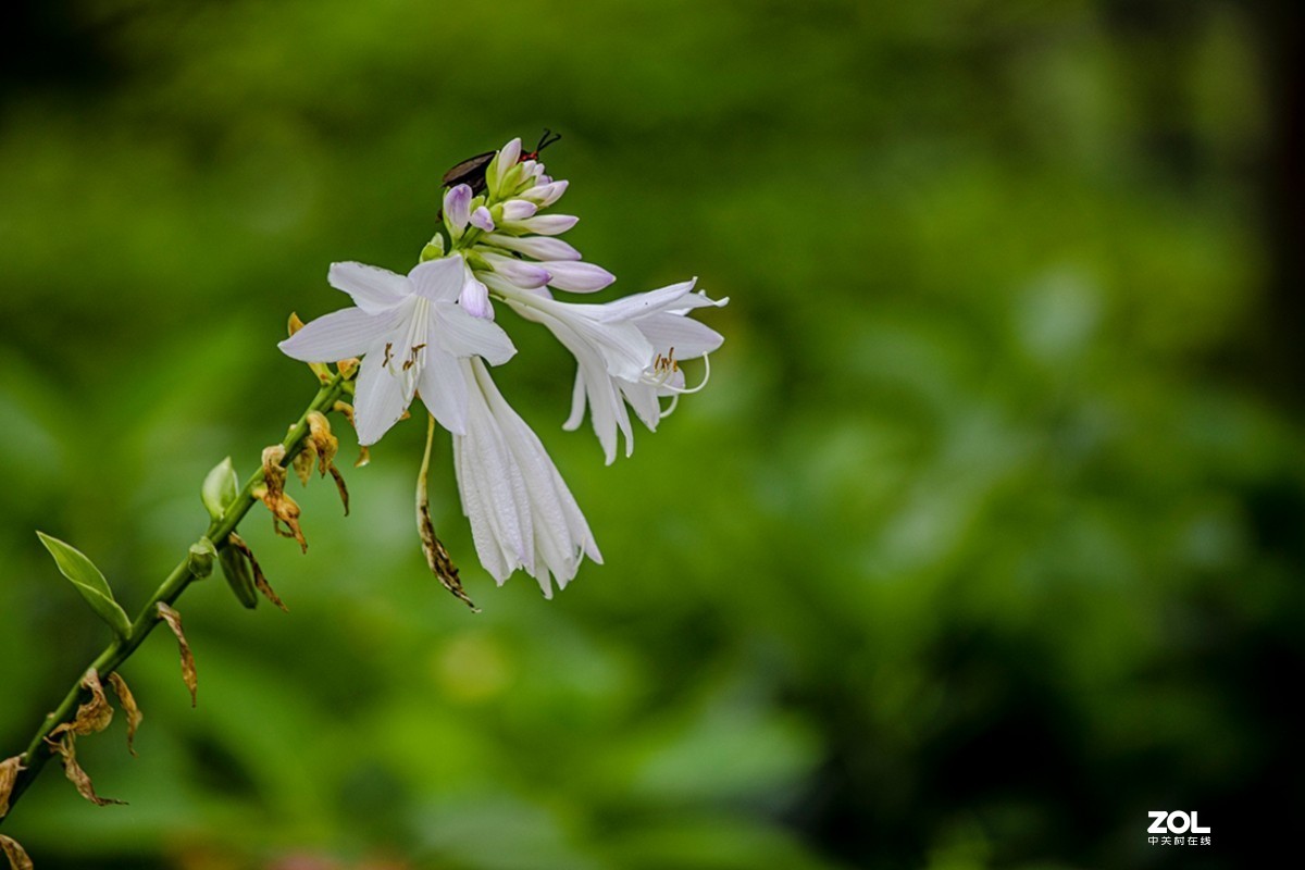 中山植物园散步