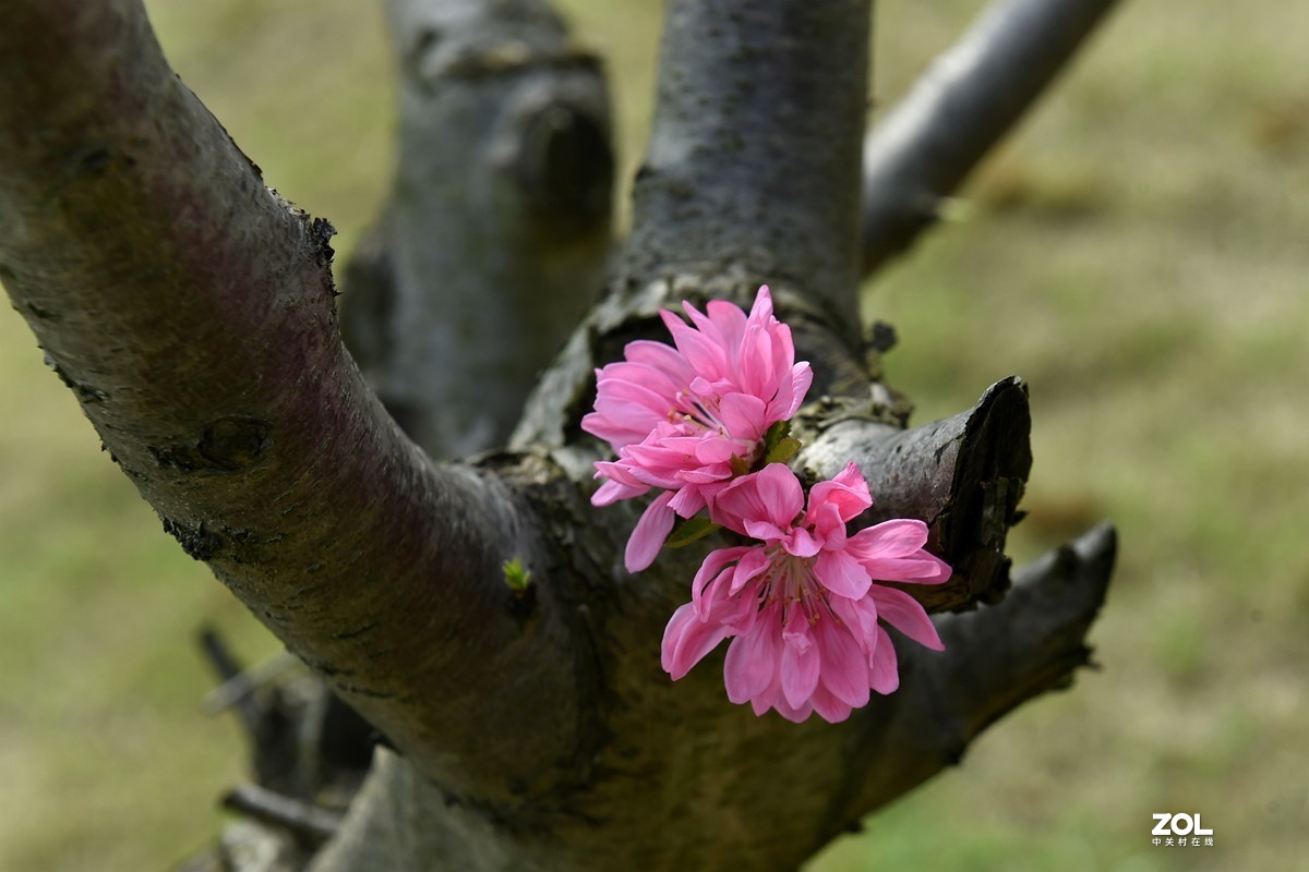 绽放在树干上的两朵桃花