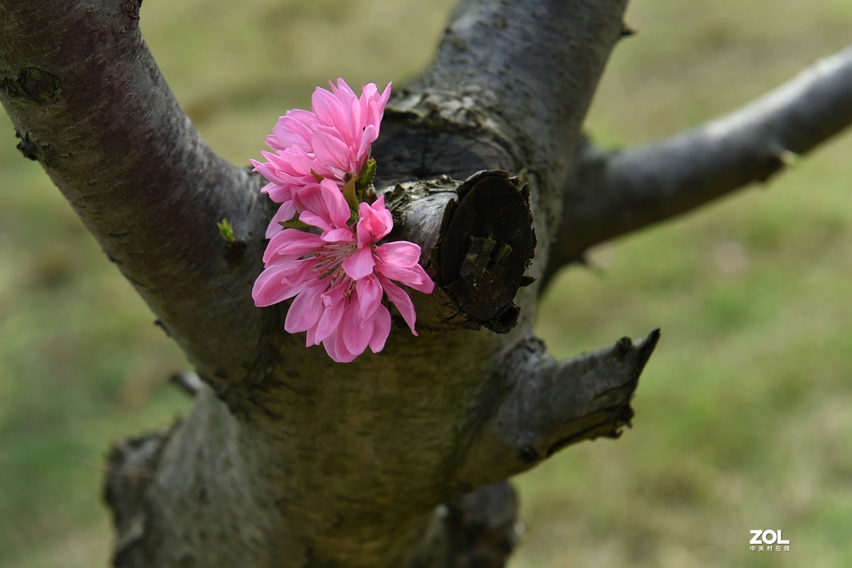 绽放在树干上的两朵桃花