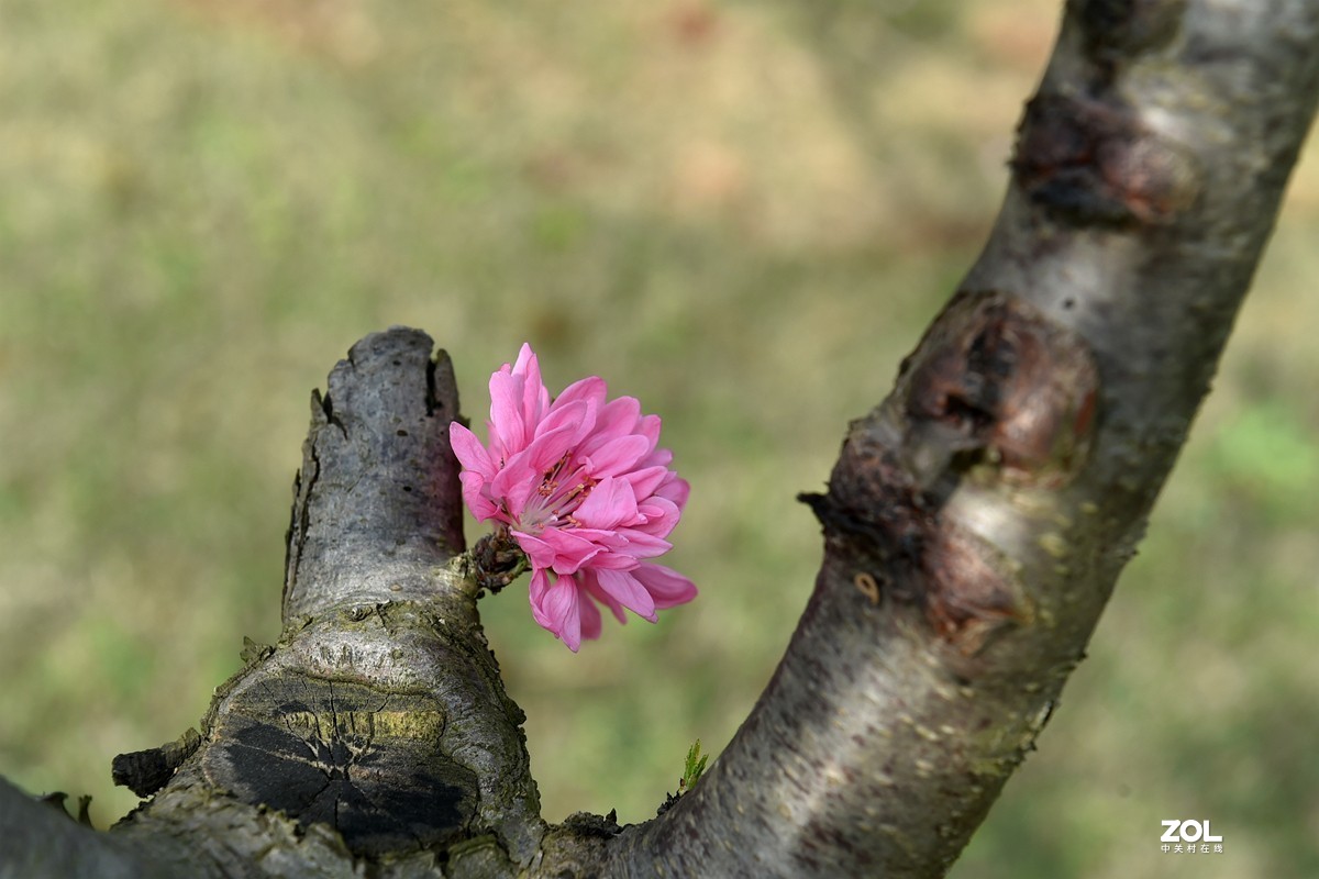 绽放在树干上的两朵桃花