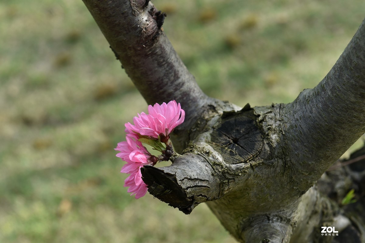 绽放在树干上的两朵桃花