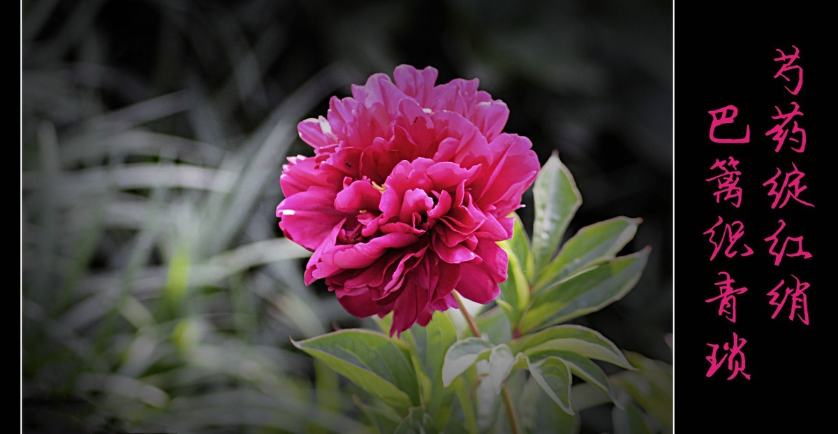 芍药绽红绡(2020258)