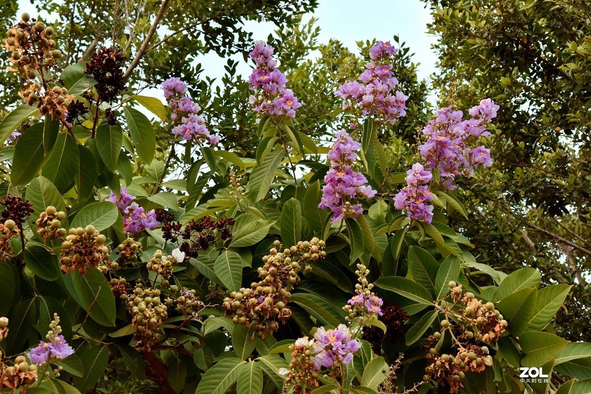 行摄三亚市街景（2）