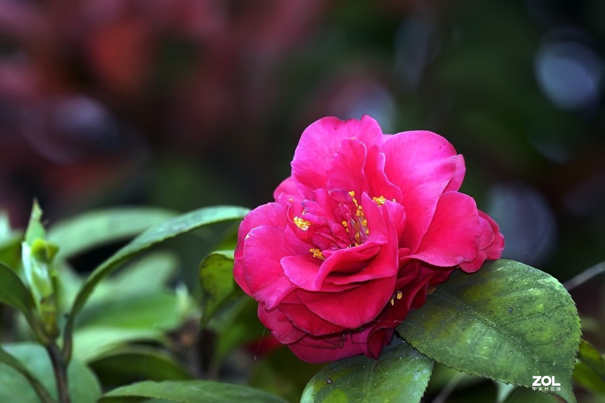 2021_拍花的季节39-中关村在线摄影论坛