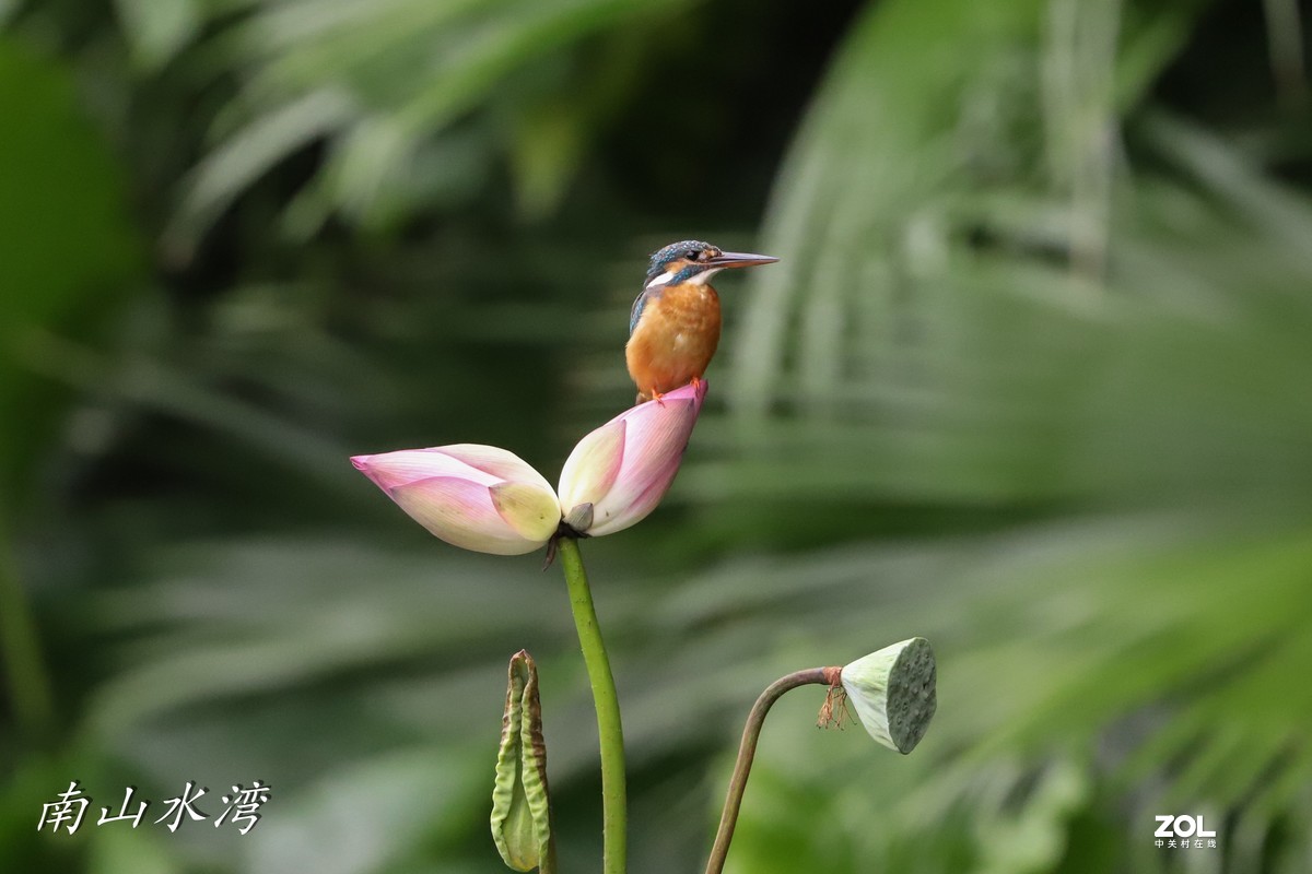 太冷清了，发一个胖白打鸟拉一下人气！