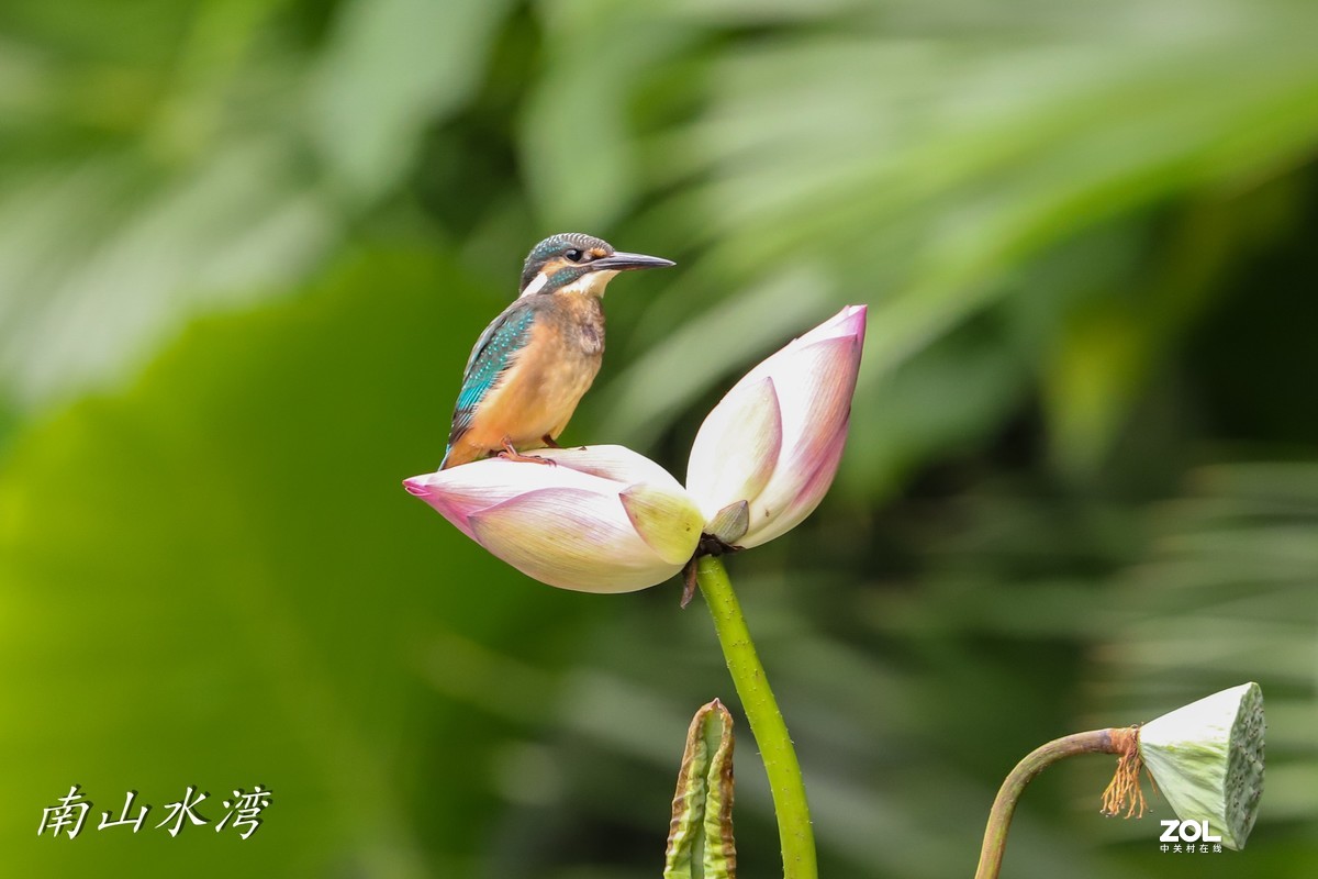 太冷清了，发一个胖白打鸟拉一下人气！