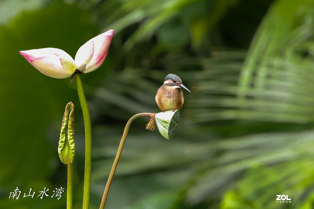 太冷清了，发一个胖白打鸟拉一下人气！