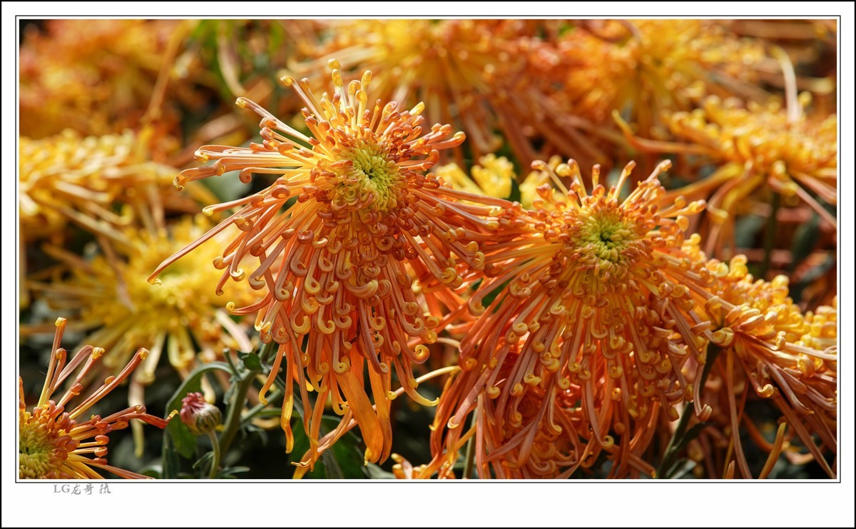 索尼a7m3佳能70200小白伞初冬菊花展