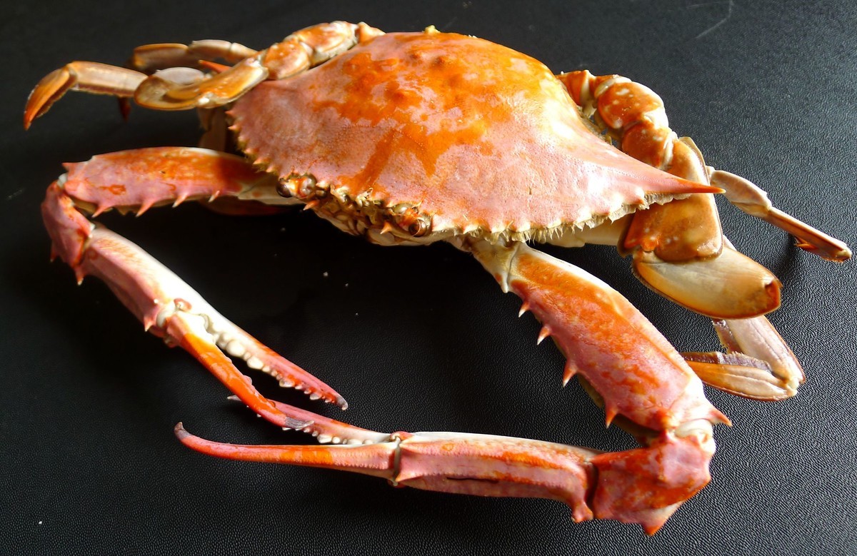 海蟹-中关村在线摄影论坛