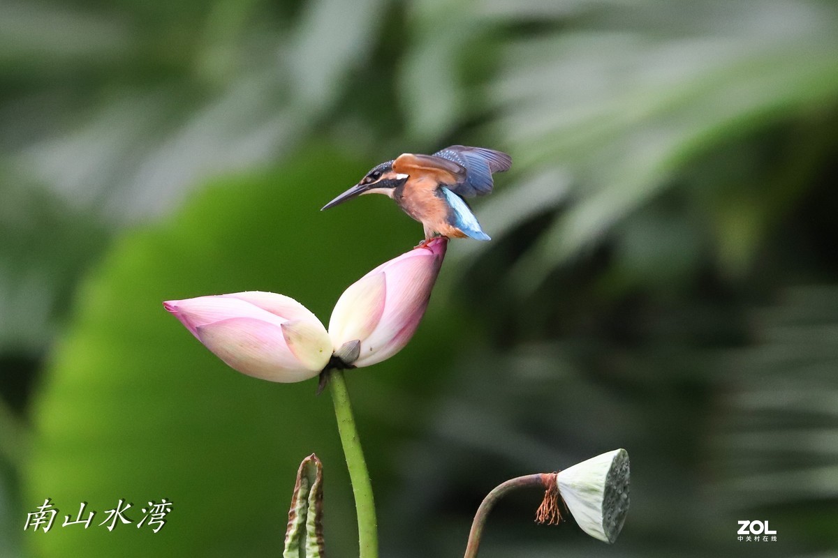 太冷清了，发一个胖白打鸟拉一下人气！