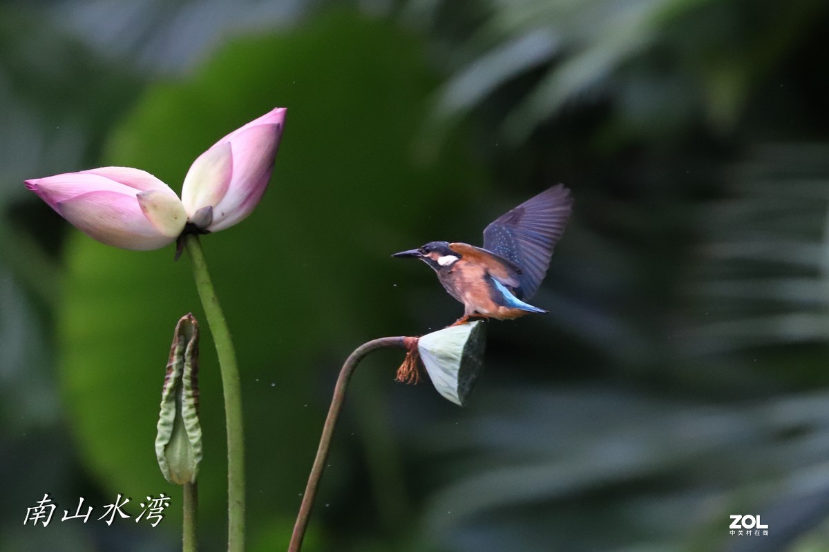 太冷清了，发一个胖白打鸟拉一下人气！