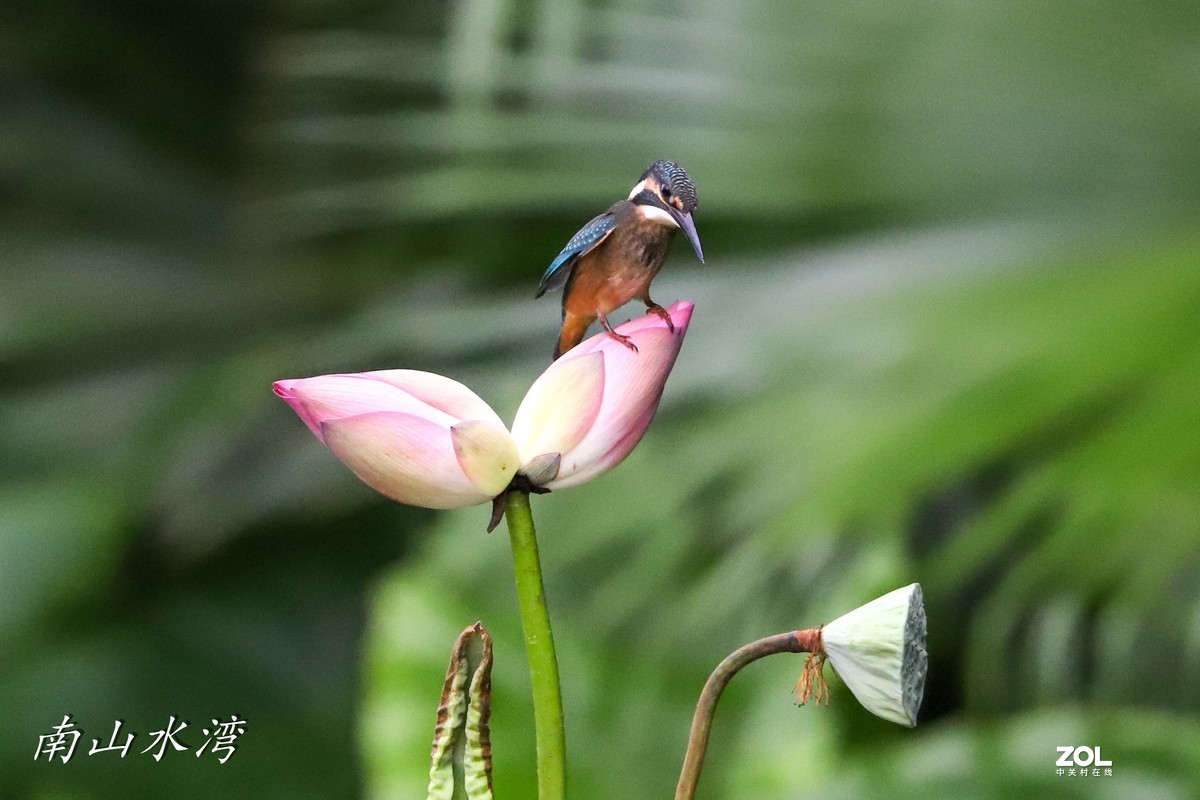 太冷清了，发一个胖白打鸟拉一下人气！