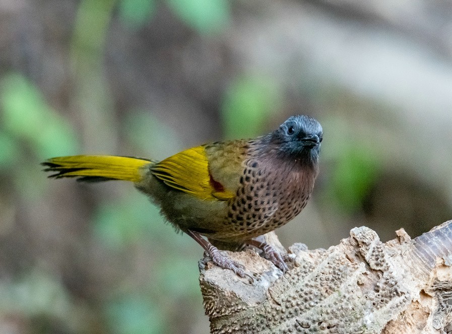又一种漂亮的噪鹛《红头噪鹛》