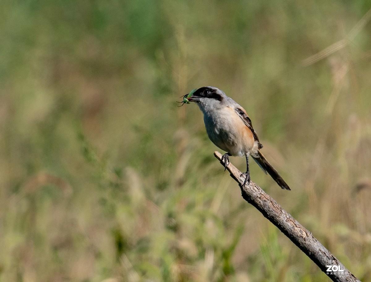 吃蚂蚱的《伯劳》