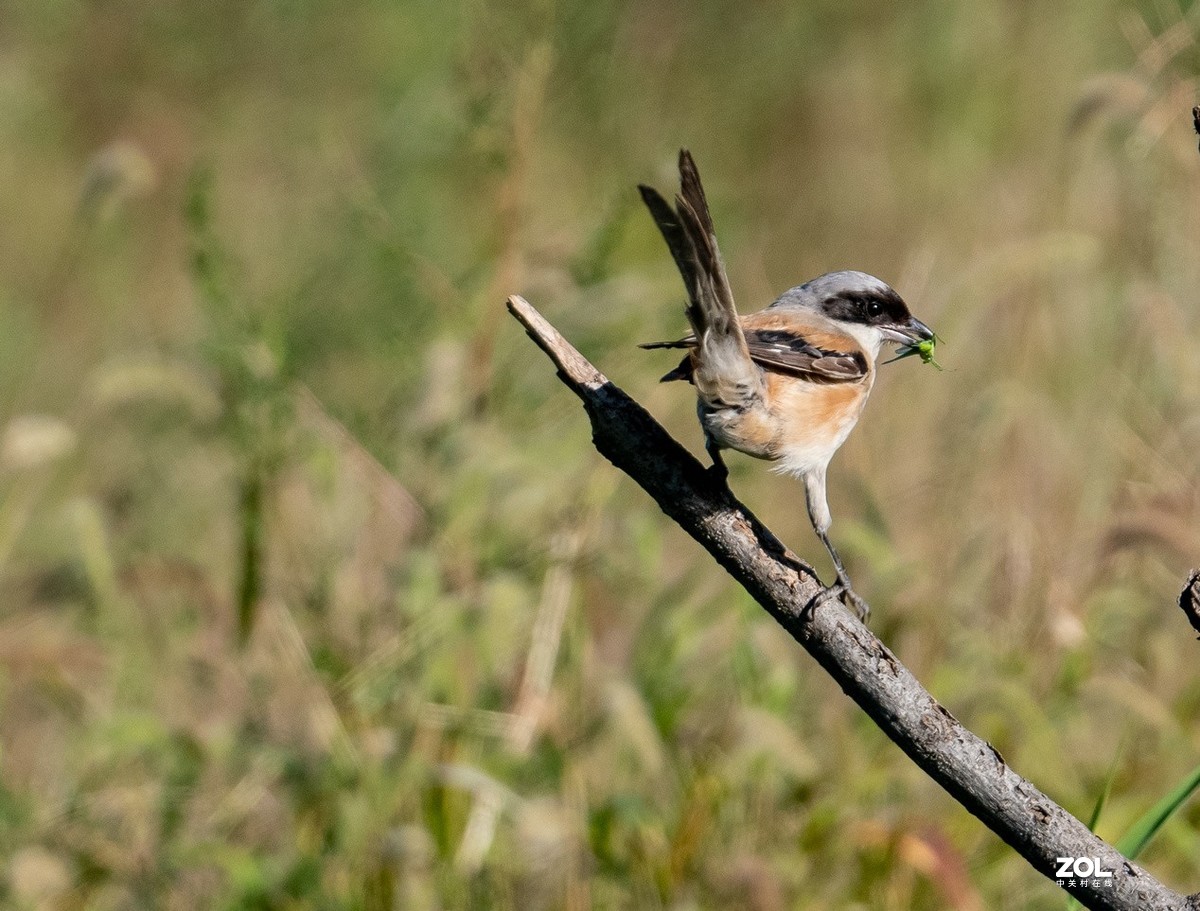 吃蚂蚱的《伯劳》