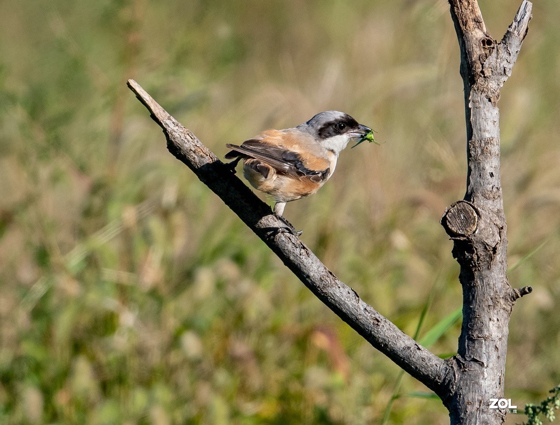 吃蚂蚱的《伯劳》
