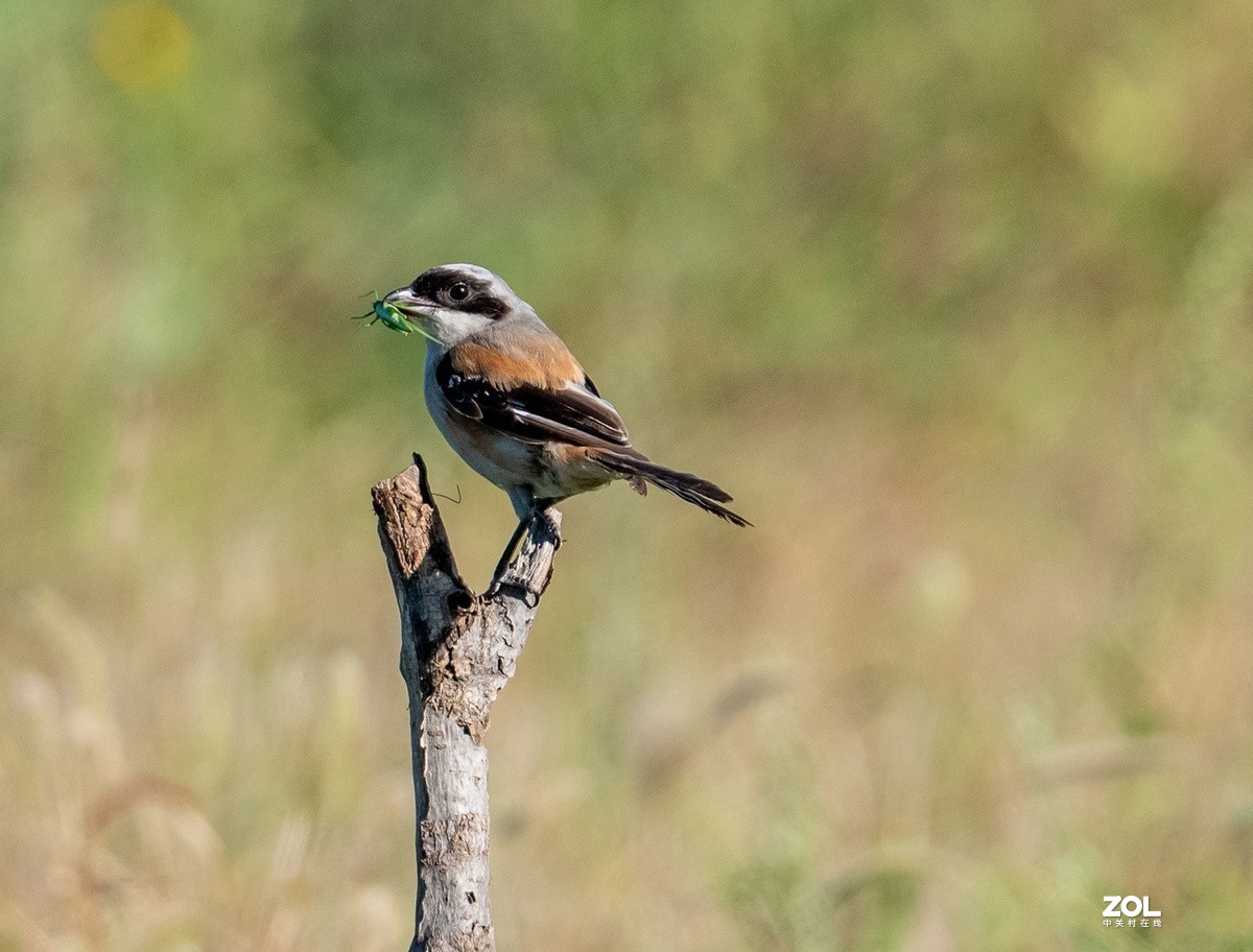 吃蚂蚱的《伯劳》