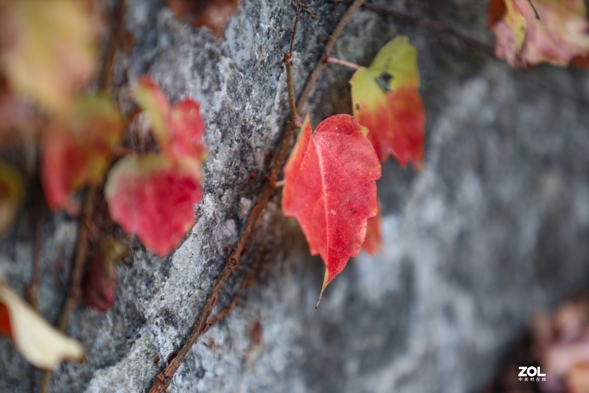 岩壁上的爬山虎