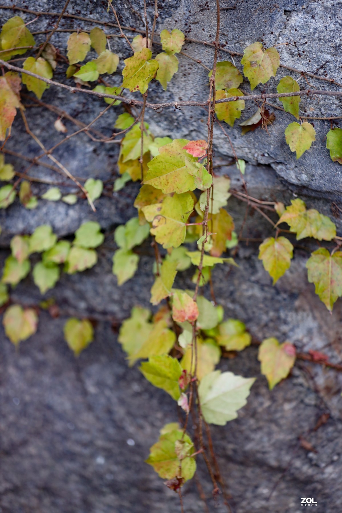 岩壁上的爬山虎