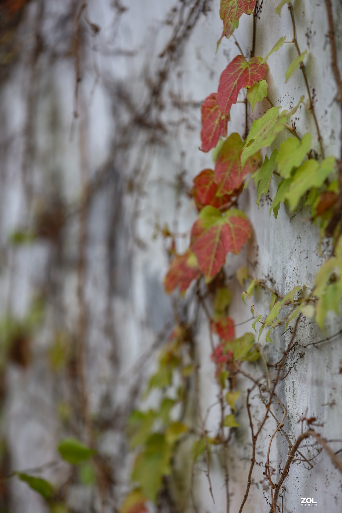 岩壁上的爬山虎