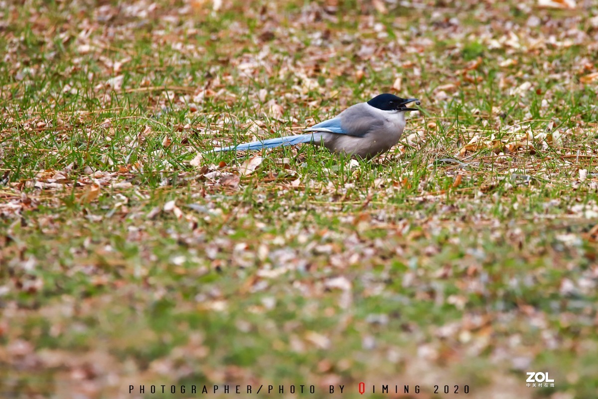年前小区里用150-600C版拍的鸟片（一）