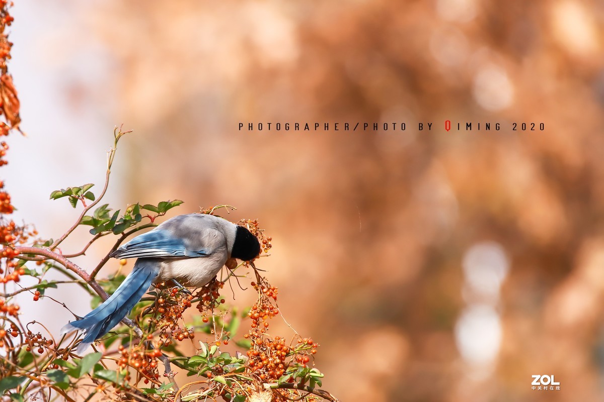 年前小区里用150-600C版拍的鸟片（一）