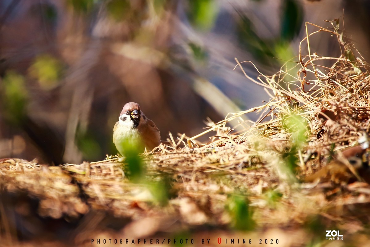 年前小区里用150-600C版拍的鸟片（一）