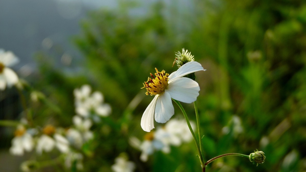松下FZ28逆光花朵