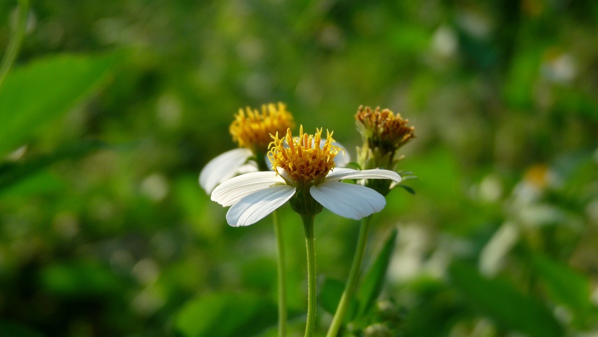 松下FZ28逆光花朵