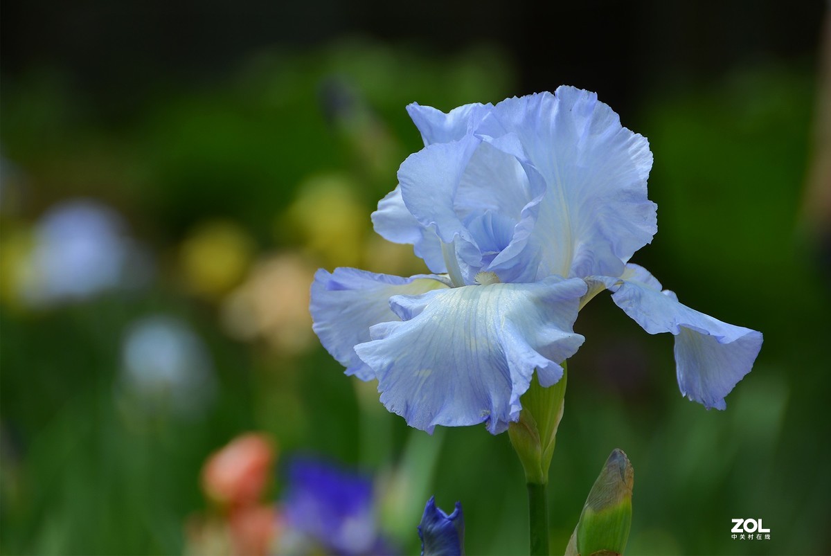 鸢尾花很漂亮-中关村在线摄影论坛