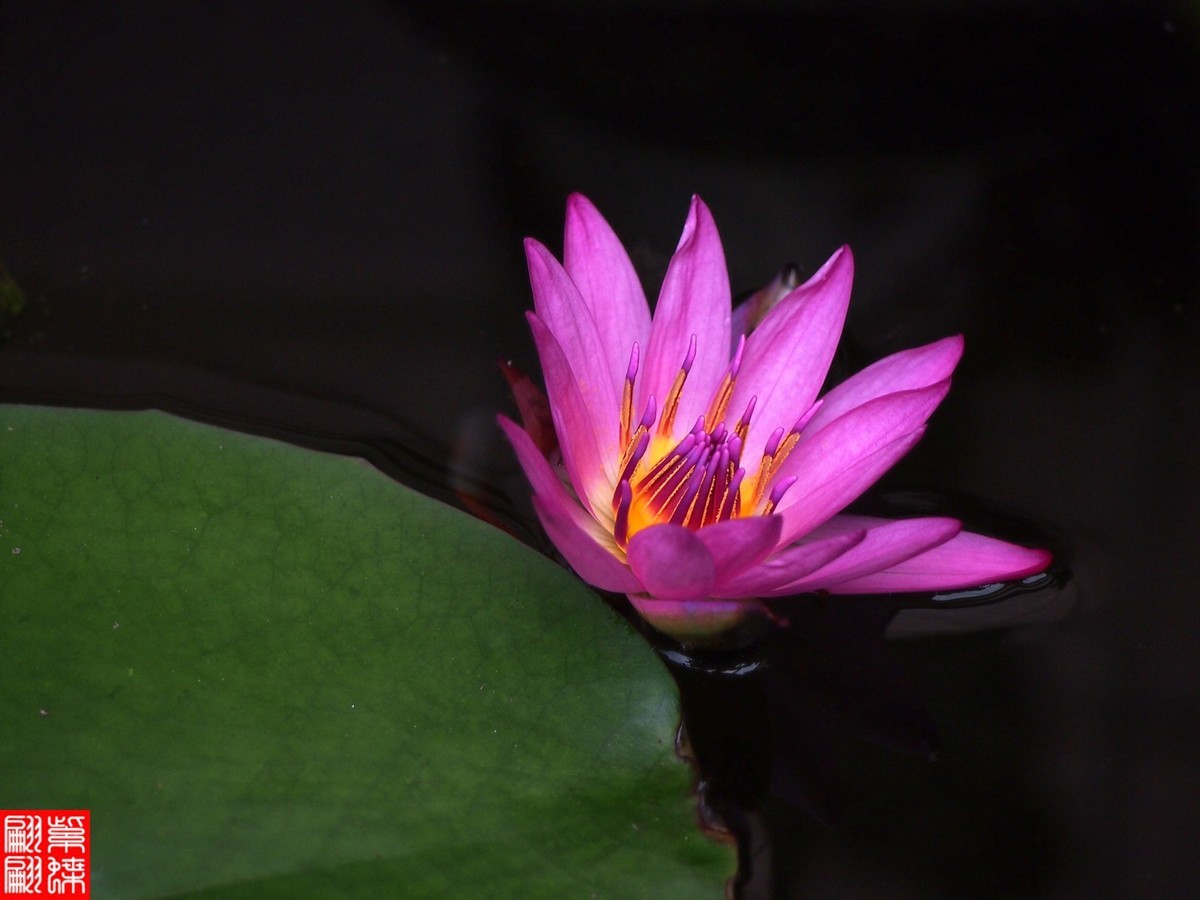 好喜欢的睡莲又开了