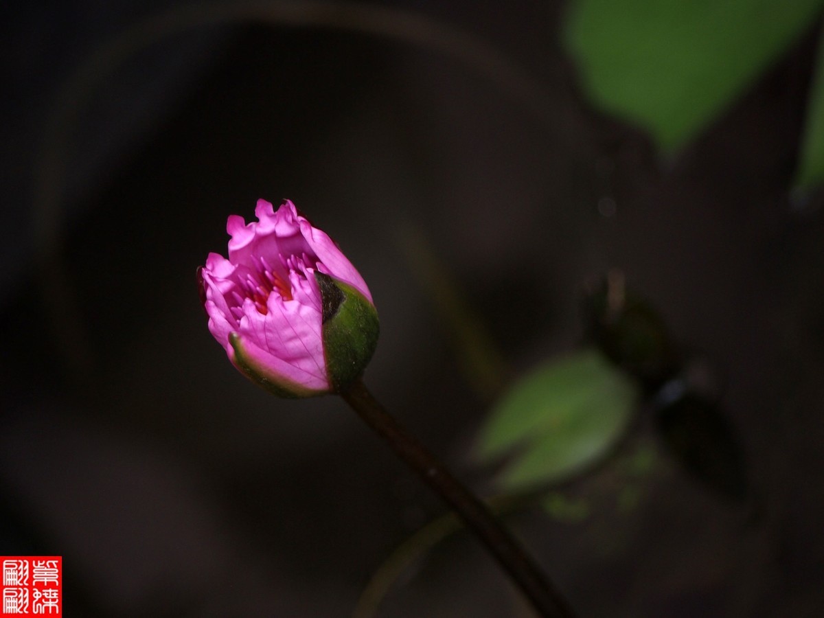好喜欢的睡莲又开了