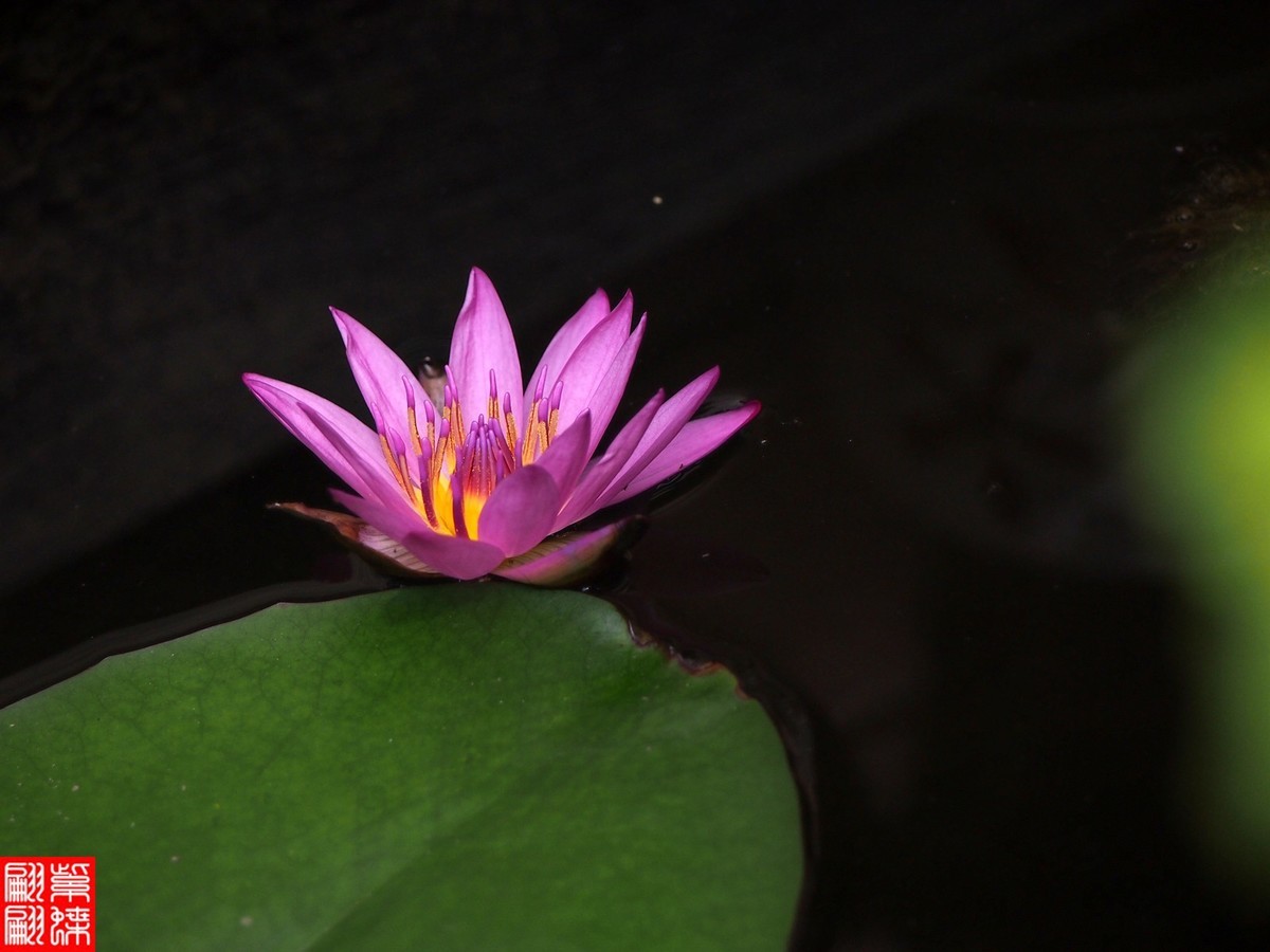 好喜欢的睡莲又开了